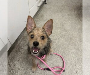 Chihuahua-Unknown Mix Dogs for adoption in Alameda, CA, USA