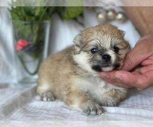 Pomeranian-Pomsky Mix Puppy for sale in BOSTON, MA, USA