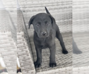 Labrador Retriever Puppy for sale in LEXINGTON, KY, USA