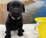 Small #14 Labrador Retriever