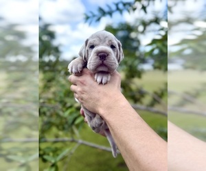 Medium Cocker-Pei