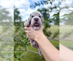 Puppy Puppy 1 Cocker-Pei