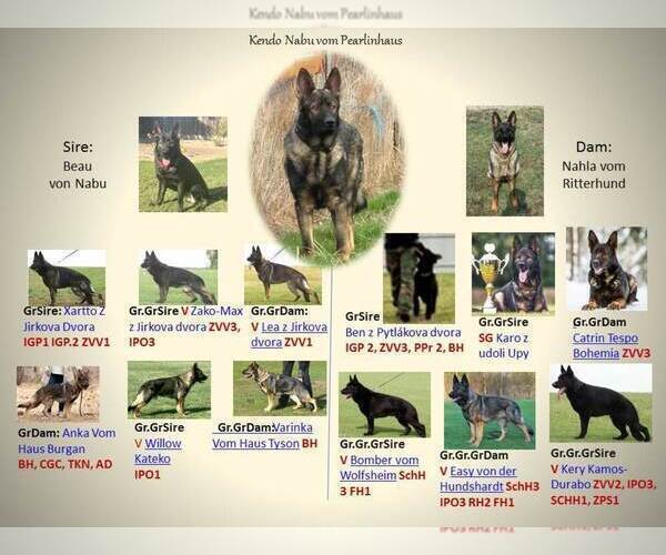 Medium Photo #1 German Shepherd Dog Puppy For Sale in GOLDENDALE, WA, USA