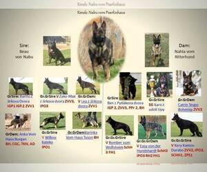 Father of the German Shepherd Dog puppies born on 07/20/2026