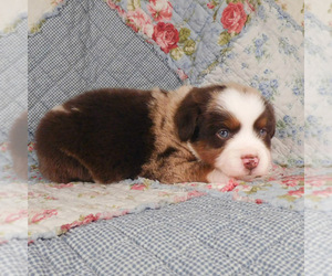 Miniature Australian Shepherd Puppy for sale in HARRISON, OH, USA