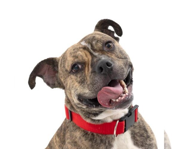 Medium Photo #34 Bulldog-Unknown Mix Puppy For Sale in Kanab, UT, USA