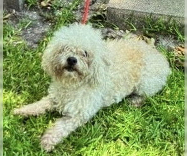 Medium Photo #1 Poodle (Miniature)-Unknown Mix Puppy For Sale in Andover, MN, USA