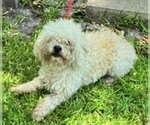 Small Poodle (Miniature) Mix