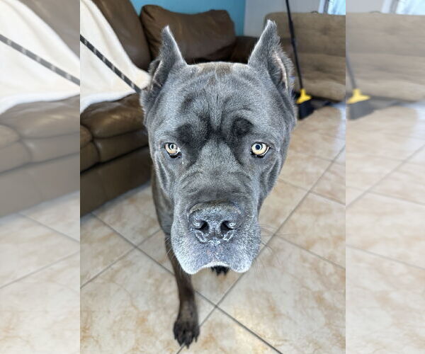 Medium Photo #6 Mutt Puppy For Sale in Goodyear, AZ, USA