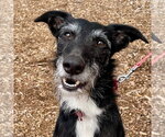 Small Borzoi Mix