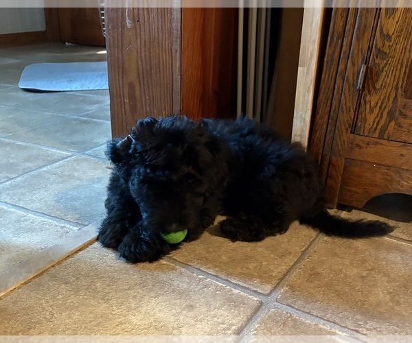 Medium Photo #1 Aussiedoodle-Labradoodle Mix Puppy For Sale in WAYNESFIELD, OH, USA