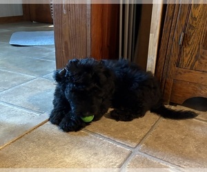 Medium Aussiedoodle-Labradoodle Mix