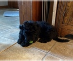Puppy Jet Aussiedoodle-Labradoodle Mix