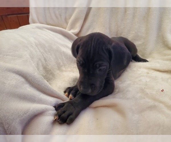 Medium Photo #6 Great Dane Puppy For Sale in BARTLETT, IL, USA