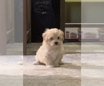Small Photo #2 Maltipoo Puppy For Sale in ALEXANDRIA, VA, USA