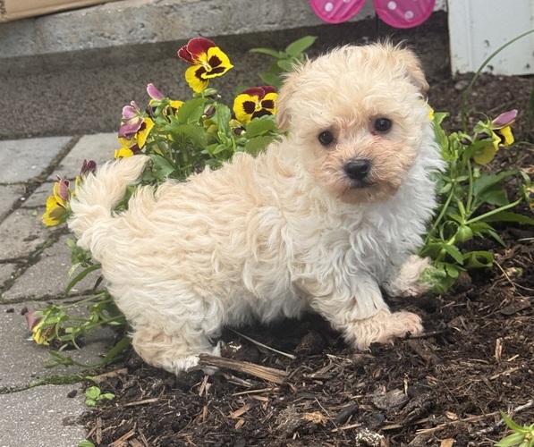 Medium Photo #2 Bichpoo Puppy For Sale in CANOGA, NY, USA