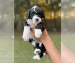 Small Photo #2 Bernedoodle-Bernese Mountain Dog Mix Puppy For Sale in PILOT POINT, TX, USA