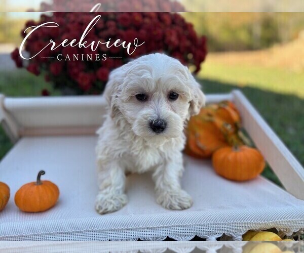 Medium Photo #42 Havachon Puppy For Sale in NIANGUA, MO, USA