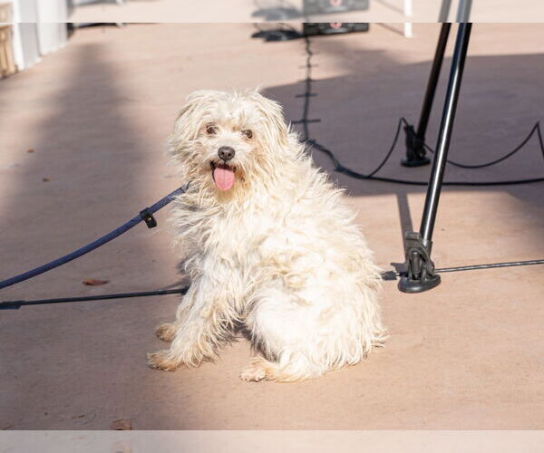 Medium Photo #3 Mutt Puppy For Sale in Lake Forest, CA, USA