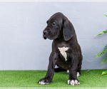 Small #2 Great Dane