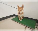 Small German Shepherd Dog-Pembroke Welsh Corgi Mix
