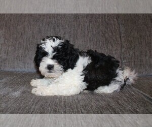 Zuchon Puppy for sale in BLOOMINGTON, IN, USA