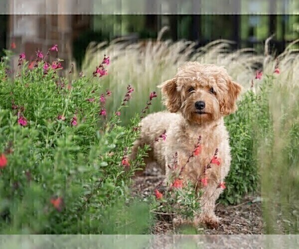 Medium Photo #22 Goldendoodle (Miniature) Puppy For Sale in HALTOM CITY, TX, USA
