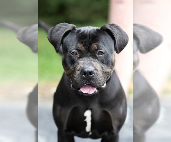 Medium Photo #2 Rottweiler-Unknown Mix Puppy For Sale in Belleville, IL, USA