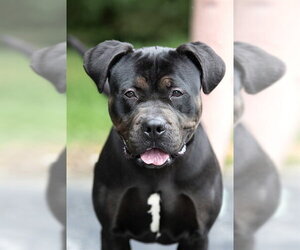 GLORIA - Female Rottweiler-Unknown Mix Dog for Adoption - Photo #2