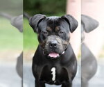 Small #1 Rottweiler Mix