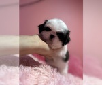 Small #1 Shih Tzu