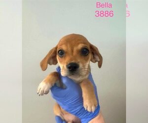 Bella (AL) - Female Beagle-Unknown Mix Dog for Adoption - Photo #5
