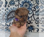Small Photo #14 Yoranian Puppy For Sale in LEWISBURG, KY, USA