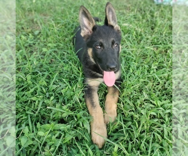 Medium Photo #1 German Shepherd Dog Puppy For Sale in DALLAS, NC, USA