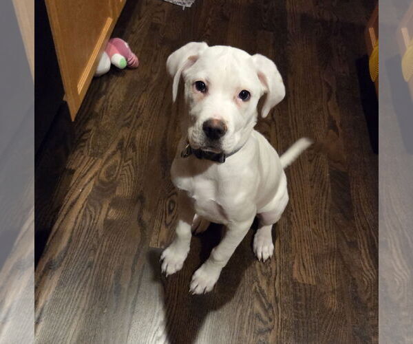 Medium Photo #1 Boxer-Unknown Mix Puppy For Sale in Brooklyn Center, MN, USA