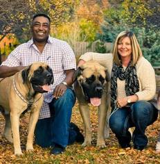 Father of the Mastiff puppies born on 08/05/2017