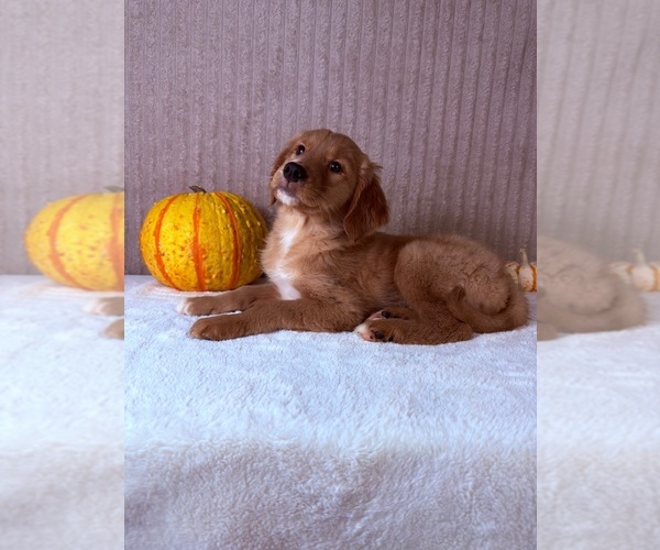 Medium Photo #5 Golden Retriever Puppy For Sale in INDIANAPOLIS, IN, USA