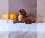 Draco - Male Golden Retriever Puppy for Sale - Photo #5