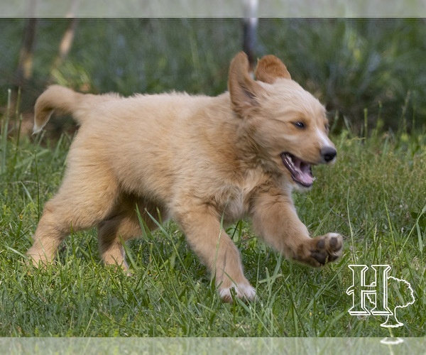Medium Photo #4 Golden Pyrenees-Poodle (Standard) Mix Puppy For Sale in ELLENBORO, NC, USA