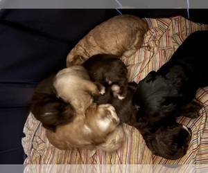Cocker Spaniel Litter for sale in COLBERT, GA, USA