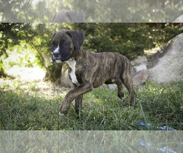 Medium Photo #7 Boxer Puppy For Sale in SHIPSHEWANA, IN, USA
