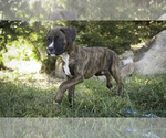 Small #6 Boxer