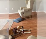 Small #3 Beagle Mix