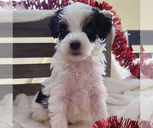 Bernedoodle-Poodle (Miniature) Mix Puppy for sale in FORT PLAIN, NY, USA