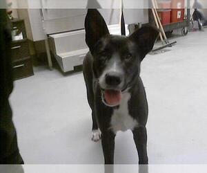 Labrador Retriever-Unknown Mix Dogs for adoption in Fayetteville, NC, USA