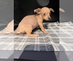 Small Photo #11 Chiweenie Puppy For Sale in SAINT AUGUSTINE, FL, USA