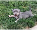 Small Photo #8 American Bully Puppy For Sale in EDON, OH, USA