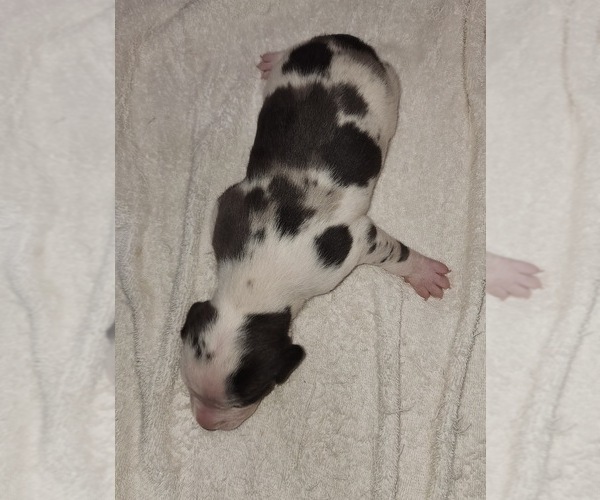 Medium Photo #5 Catahoula Leopard Dog Puppy For Sale in CUMBY, TX, USA