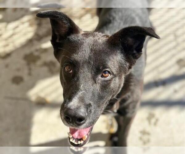 Medium Photo #1 German Shepherd Dog-Unknown Mix Puppy For Sale in Tulsa, OK, USA