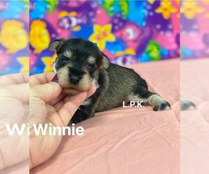 Schnauzer (Miniature) Puppy for sale in WINNSBORO, LA, USA